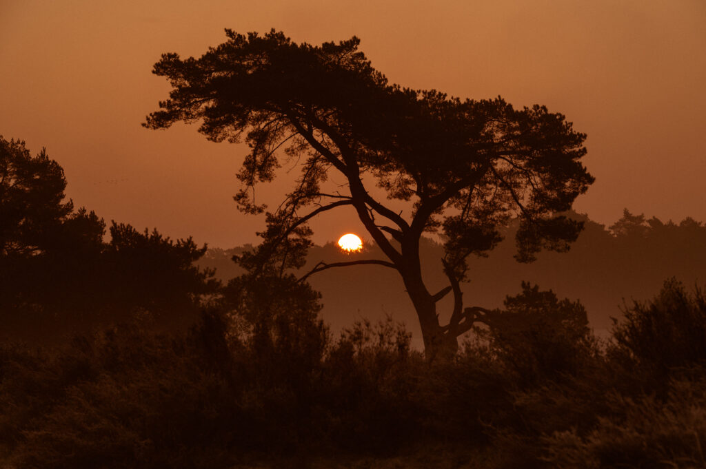 zonsopgang bos